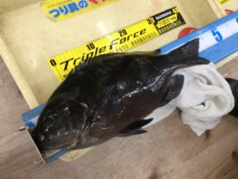 【チヌ・グレダービー2025▶2026】中紀にてフカセ釣果！