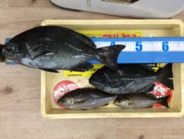 【チヌ・グレダービー2025▶2026】大引にてフカセ釣果！