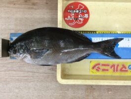 【チヌ・グレダービー2025▶2026】串本にてフカセ釣果！