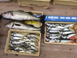 有田川河口にてサビキ・のませ釣果！