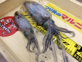 中紀　エギング釣果！