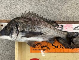 【チヌ・グレダービー】フカセ釣り！