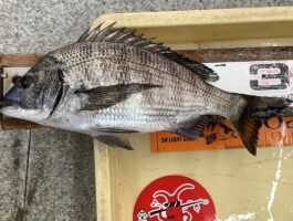 【チヌ・グレダービー】田辺にて！