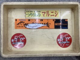 アジング・サビキ釣り！