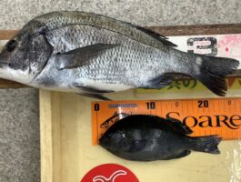 【チヌ・グレダービー】市内波止にて！