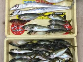 海南にてカゴ釣り釣果！良型アジ大漁！