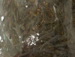 【本店】活アジ入荷情報！