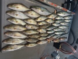 中紀沖のシオ祭り！（スタッフ釣行）