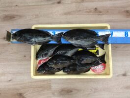 【チヌ・グレダービー】口和深にてフカセ釣果！