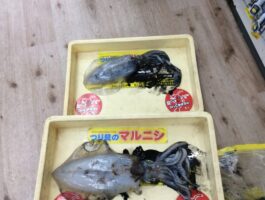 大井にてエギング釣果！