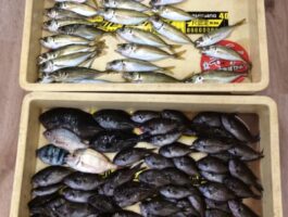 雑賀崎にてサビキ釣果！