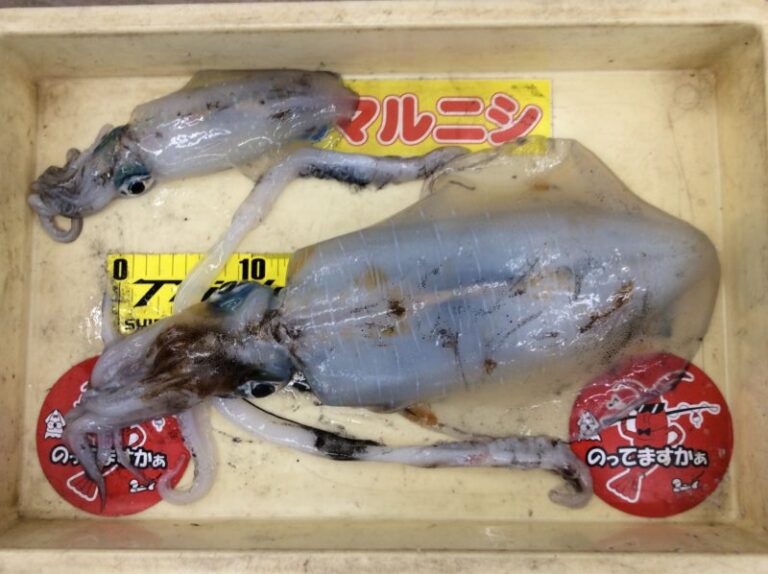 釣果