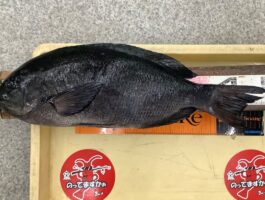 【チヌ・グレダービー】フカセ釣り！