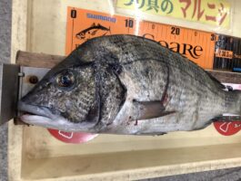 【チヌ・グレダービー】紀州釣り！