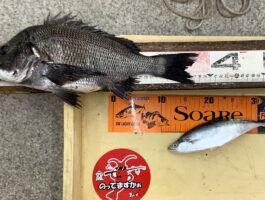 【チヌ・グレダービー】フカセ釣り！