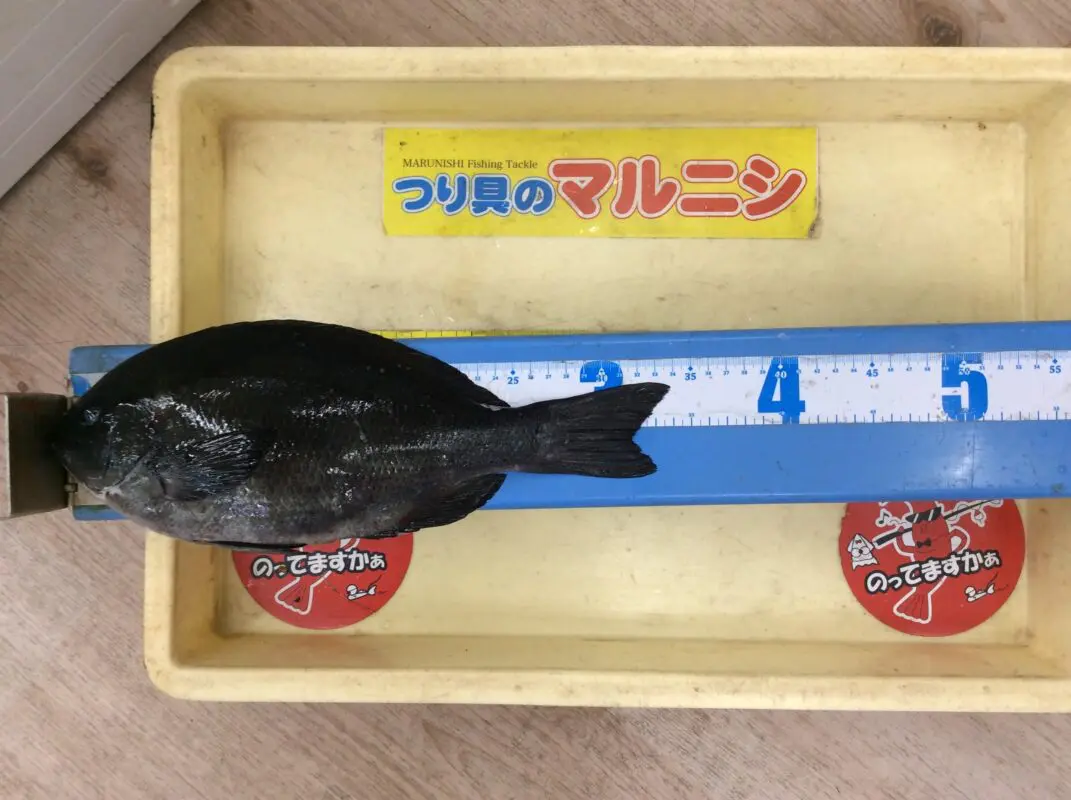 即発送 せきせいくうページ チヌ・グレダービー】すさみにてフカセ釣果！ - 株式会社つり具のマルニシ