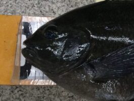 【チヌ・グレダービー】　樫野にて