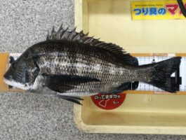 【チヌ・グレダービー】　紀ノ川尻にて