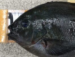 【チヌ・グレダービー】　須江にて