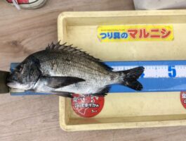 【チヌ・グレダービー】湯浅にてフカセ釣果！part２！