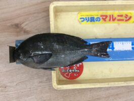 【チヌ・グレダービー】湯浅にてフカセ釣果！