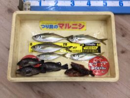 マリーナシティーにてアジング釣果！