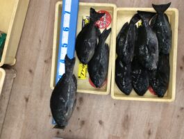 【チヌ・グレダービー】中紀沖磯にてフカセ釣果！