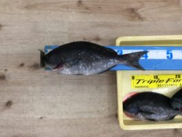 【チヌ・グレダービー】串本大島にてフカセ釣果！