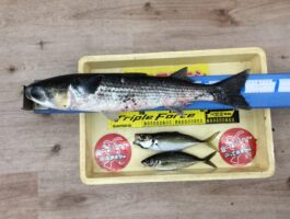 雑賀崎にてアジング釣果！【珍客あり？】