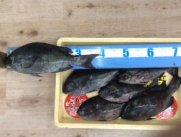 【チヌ・グレダービー】市江にてフカセ釣果！