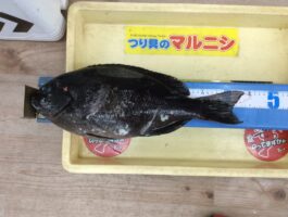 【チヌ・グレダービー】串本大島にてフカセ釣果！