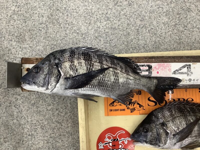 ちぬページ チヌ・グレダービー2025-2026】白浜フカセ釣果！ - 株式会社つり具の