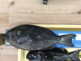 【チヌ・グレダービー】串本出雲にてフカセ釣果！