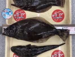 紀ノ川のませ釣り釣果！