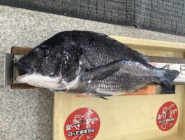 【チヌ・グレダービー2025-2026】湯浅紀州釣り釣果！