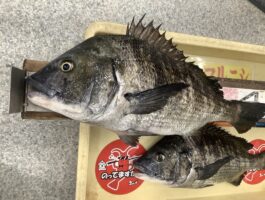 【チヌ・グレダービー2025-2026】紀ノ川フカセ釣果！