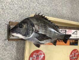 紀ノ川にて[チヌ・グレダービーエントリー]