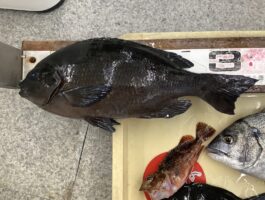 白浜にて[チヌ・グレダービーエントリー]