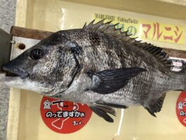 【チヌ・グレダービー2025-2026】白浜フカセ釣果！