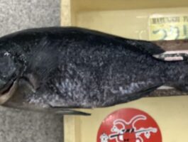 御坊市波止にて[チヌ・グレダービーエントリー]