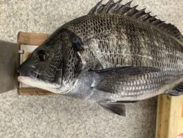 水軒にて[チヌ・グレダービーエントリー]