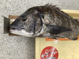 紀ノ川にて[チヌ・グレダービーエントリー]