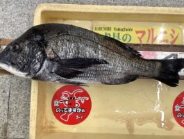 【チヌ・グレダービー】ヌカ切り！