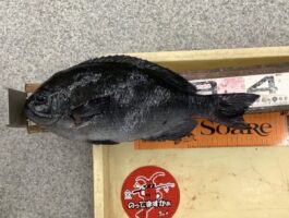 樫野にて[チヌ・グレダービーエントリー]