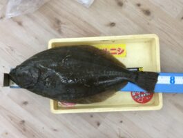 紀ノ川河口にてルアー釣果！