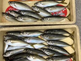 遠投サビキで良型アジ！