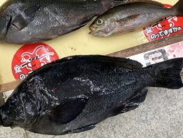 【チヌ・グレダービー】フカセ釣り！