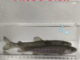 🎣【インター店】活きエサ「銀鮭」入荷のお知らせ