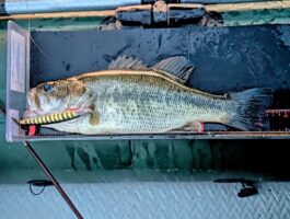 【スタッフ釣果】紀ノ川