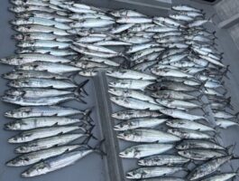 中紀沖のサワラキャスティング開幕？（スタッフ釣行）